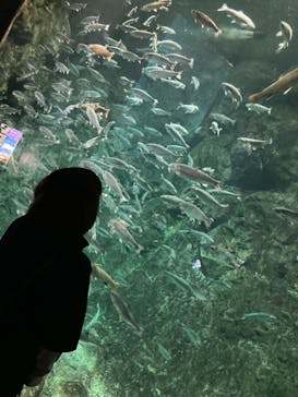 サケのふるさと 千歳水族館に投稿された画像（2022/8/28）