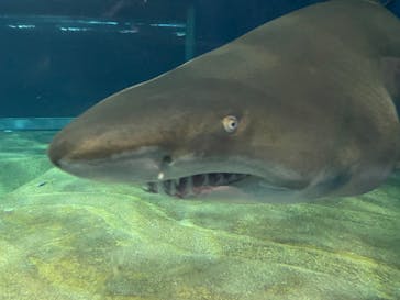 アクアワールド茨城県大洗水族館に投稿された画像（2022/8/28）
