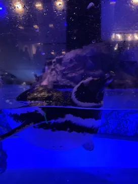 すみだ水族館に投稿された画像（2022/8/28）