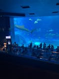 沖縄美ら海水族館に投稿された画像（2022/8/28）