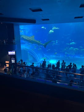 沖縄美ら海水族館に投稿された画像（2022/8/28）