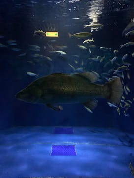 伊豆・三津シーパラダイスに投稿された画像（2022/8/28）