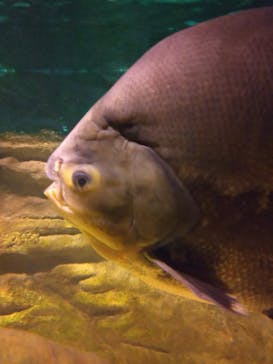 カワスイ 川崎⽔族館に投稿された画像（2022/8/28）