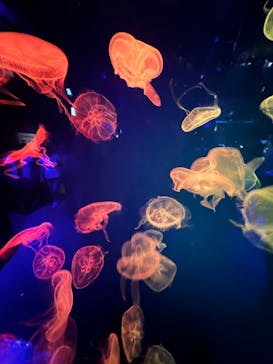 名古屋港水族館に投稿された画像（2022/8/28）