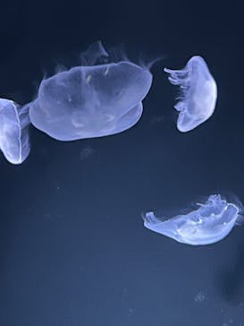 サンシャイン水族館に投稿された画像（2022/8/28）