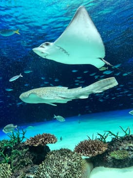 サンシャイン水族館に投稿された画像（2022/8/28）