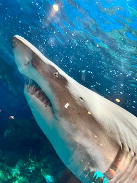 しながわ水族館に投稿された画像（2022/8/28）