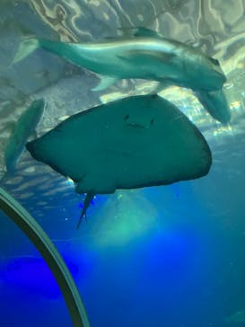 串本海中公園水族館に投稿された画像（2022/8/28）