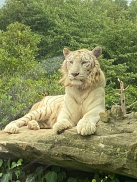 群馬サファリパークに投稿された画像（2022/8/28）