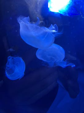 サンシャイン水族館に投稿された画像（2022/8/28）
