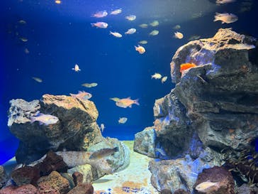 サンシャイン水族館に投稿された画像（2022/8/28）