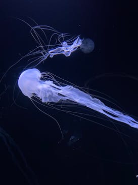 サンシャイン水族館に投稿された画像（2022/8/28）