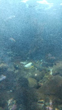 新江ノ島水族館に投稿された画像（2022/8/28）