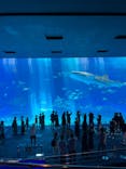 沖縄美ら海水族館に投稿された画像（2022/8/29）