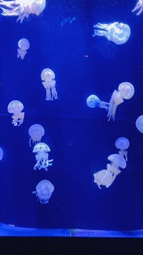 沖縄美ら海水族館に投稿された画像（2022/8/29）