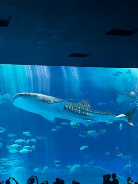沖縄美ら海水族館に投稿された画像（2022/8/29）