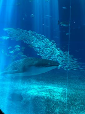 沖縄美ら海水族館に投稿された画像（2022/8/29）