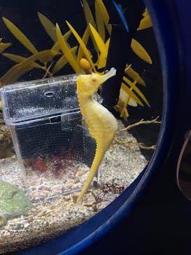 新江ノ島水族館に投稿された画像（2022/8/29）