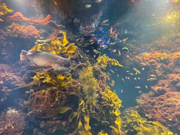 新江ノ島水族館に投稿された画像（2022/8/29）