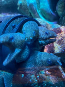 新江ノ島水族館に投稿された画像（2022/8/29）