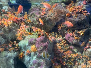 新江ノ島水族館に投稿された画像（2022/8/29）