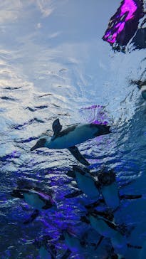 サンシャイン水族館に投稿された画像（2022/8/29）
