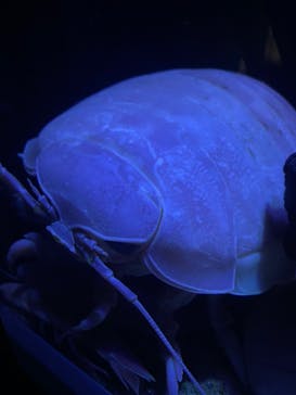 サンシャイン水族館に投稿された画像（2022/8/29）