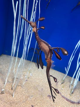 サンシャイン水族館に投稿された画像（2022/8/29）