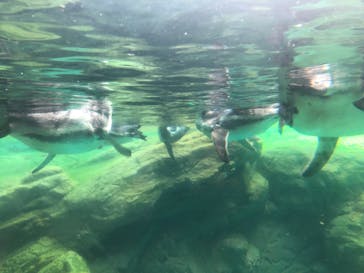 よこはま動物園ズーラシアに投稿された画像（2022/8/29）