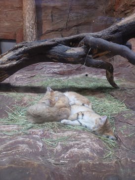 那須どうぶつ王国に投稿された画像（2022/8/29）