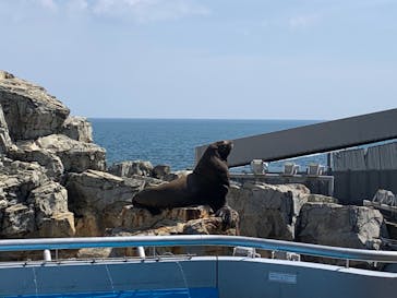 大分マリーンパレス水族館 「うみたまご」に投稿された画像（2022/8/29）
