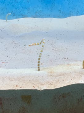 大分マリーンパレス水族館 「うみたまご」に投稿された画像（2022/8/29）