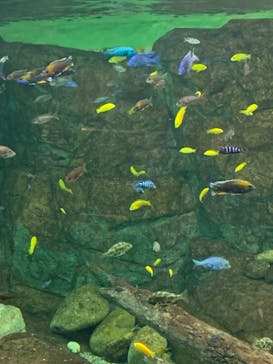 滋賀県立琵琶湖博物館に投稿された画像（2022/8/29）