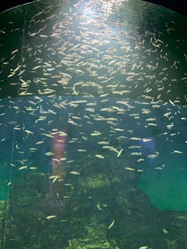 滋賀県立琵琶湖博物館に投稿された画像（2022/8/29）