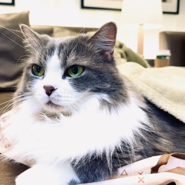 猫カフェモカ　立川店に投稿された画像（2022/8/29）