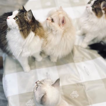 猫カフェモカ　立川店に投稿された画像（2022/8/29）