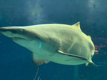 アクアワールド茨城県大洗水族館に投稿された画像（2022/8/29）