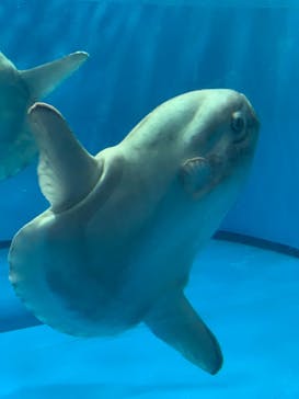 アクアワールド茨城県大洗水族館に投稿された画像（2022/8/29）