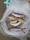 釣り船 りき丸に投稿された画像（2022/8/29）