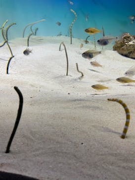 アクアワールド茨城県大洗水族館に投稿された画像（2022/8/29）