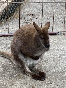 伊豆アニマルキングダムに投稿された画像（2022/8/29）