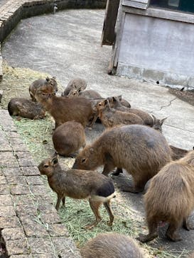 伊豆アニマルキングダムに投稿された画像（2022/8/29）