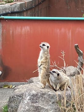 伊豆アニマルキングダムに投稿された画像（2022/8/29）