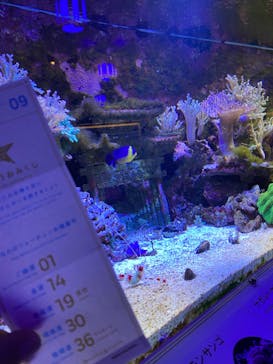 横浜開運水族館 フォーチュンアクアリウムに投稿された画像（2022/8/29）