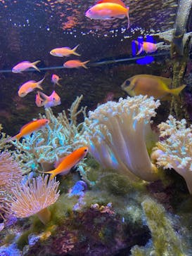 横浜開運水族館 フォーチュンアクアリウムに投稿された画像（2022/8/29）