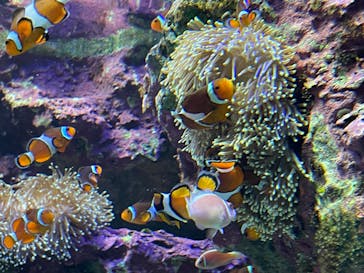 サンシャイン水族館に投稿された画像（2022/8/29）