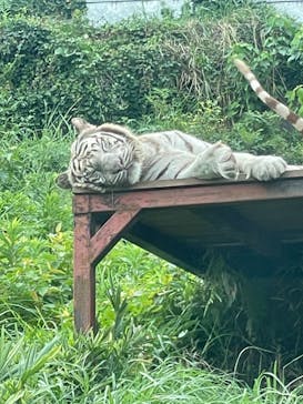 伊豆アニマルキングダムに投稿された画像（2022/8/29）