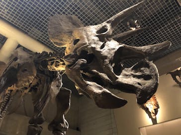 国立科学博物館に投稿された画像（2022/8/29）