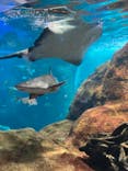 新江ノ島水族館に投稿された画像（2022/8/29）