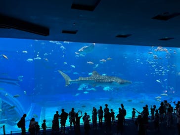 沖縄美ら海水族館に投稿された画像（2022/8/29）
